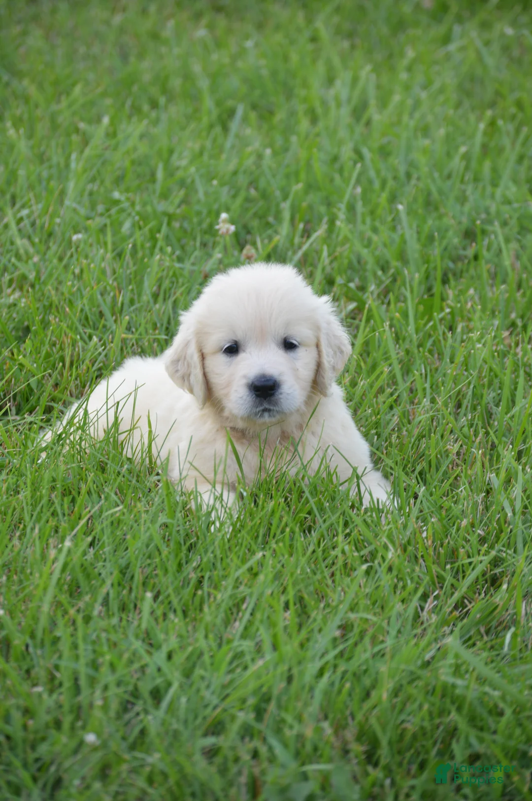 Golden Retriever dogs for sale: FULL AKC Miss Bianca is READY NOW! - Ad 1
