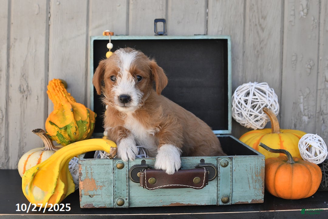 Mixed Breed dogs for sale: Terry - Ad 1