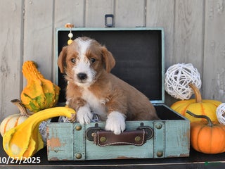 Mixed Breed dogs Terry - Ad 4