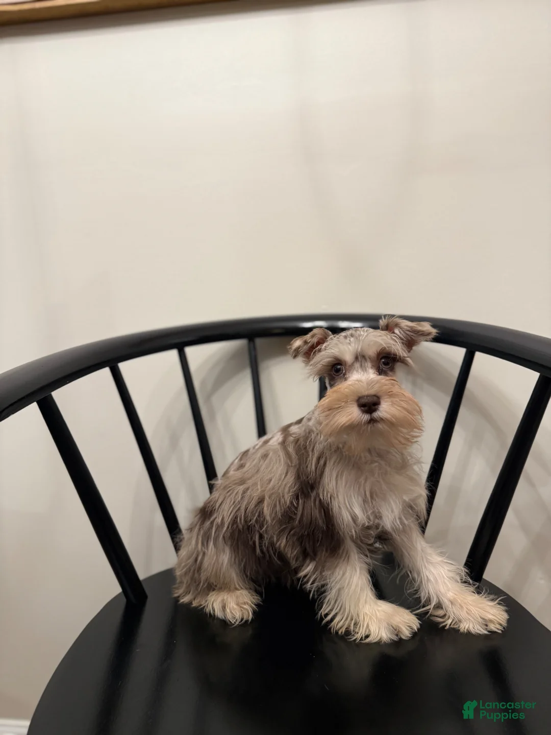 Miniature Schnauzer dogs for sale: Preston  - Ad 1