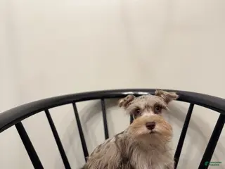 Miniature Schnauzer dogs Preston - Ad 15