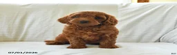 Mini Goldendoodle dogs for sale: Layla - Ad 4