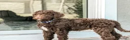 Mini Bernedoodle dogs for sale: Midnight  - Ad 6