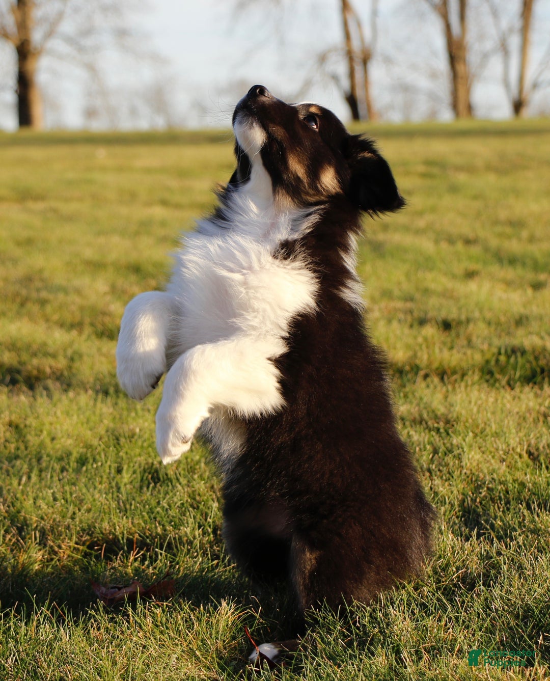 Australian Shepherd dogs for sale: Clara - Ad 12