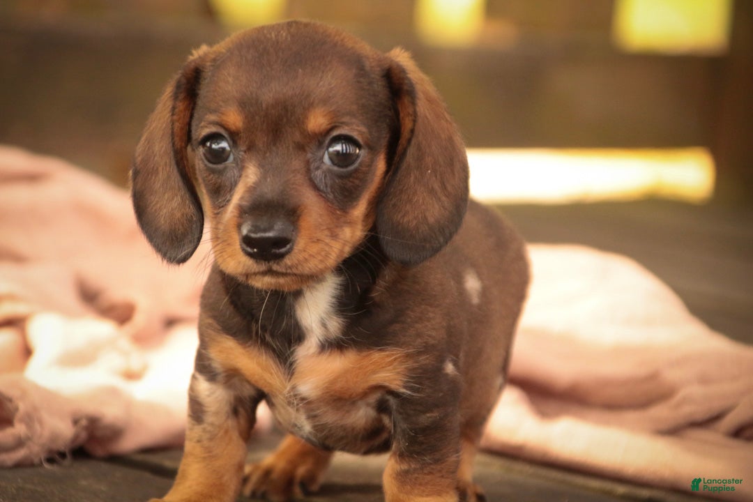 Miniature Dachshund dogs Maxine Miniature Dachshund  - Ad 2
