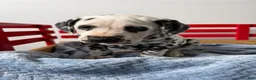 Dalmatian dogs for sale: Stanley - Ad 5