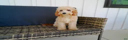 Cavapoo dogs for sale: Paisley - Ad 3