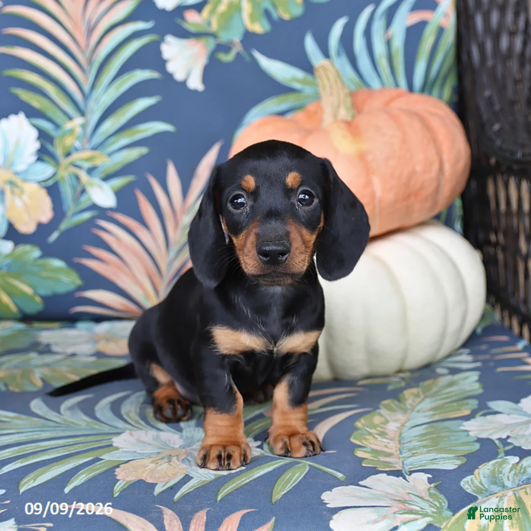Miniature Dachshund dogs for sale: Honey - Ad 1