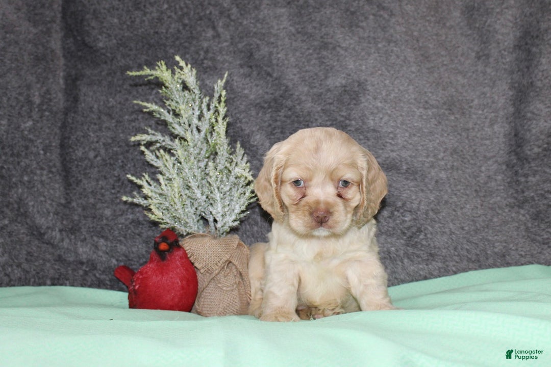 Cocker Spaniel dogs for sale: Sheila - Ad 4