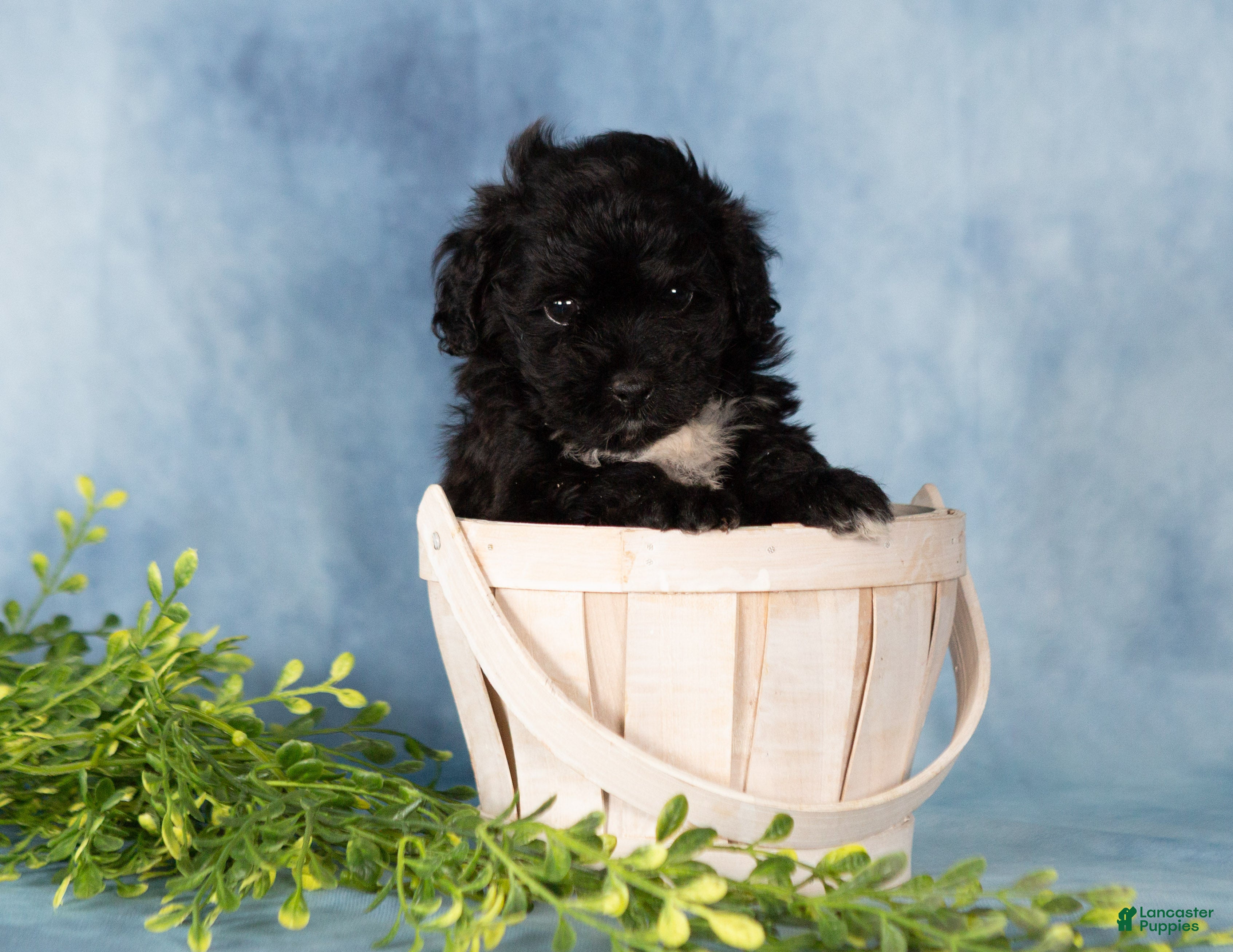 Mixed Breed dogs Missy - Ad 1