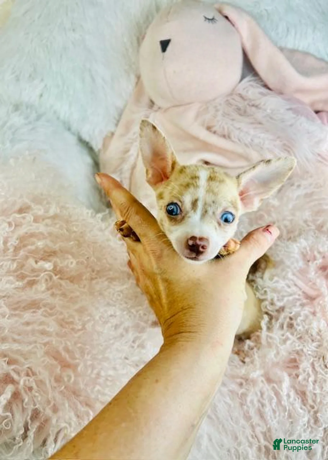 Chihuahua dogs for sale: Chihuahua Puppy 1 - Ad 3