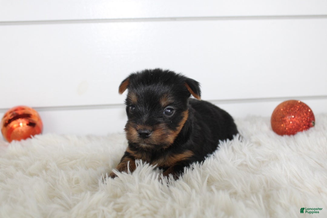 Yorkshire Terrier dogs for sale: CARTER - Ad 6