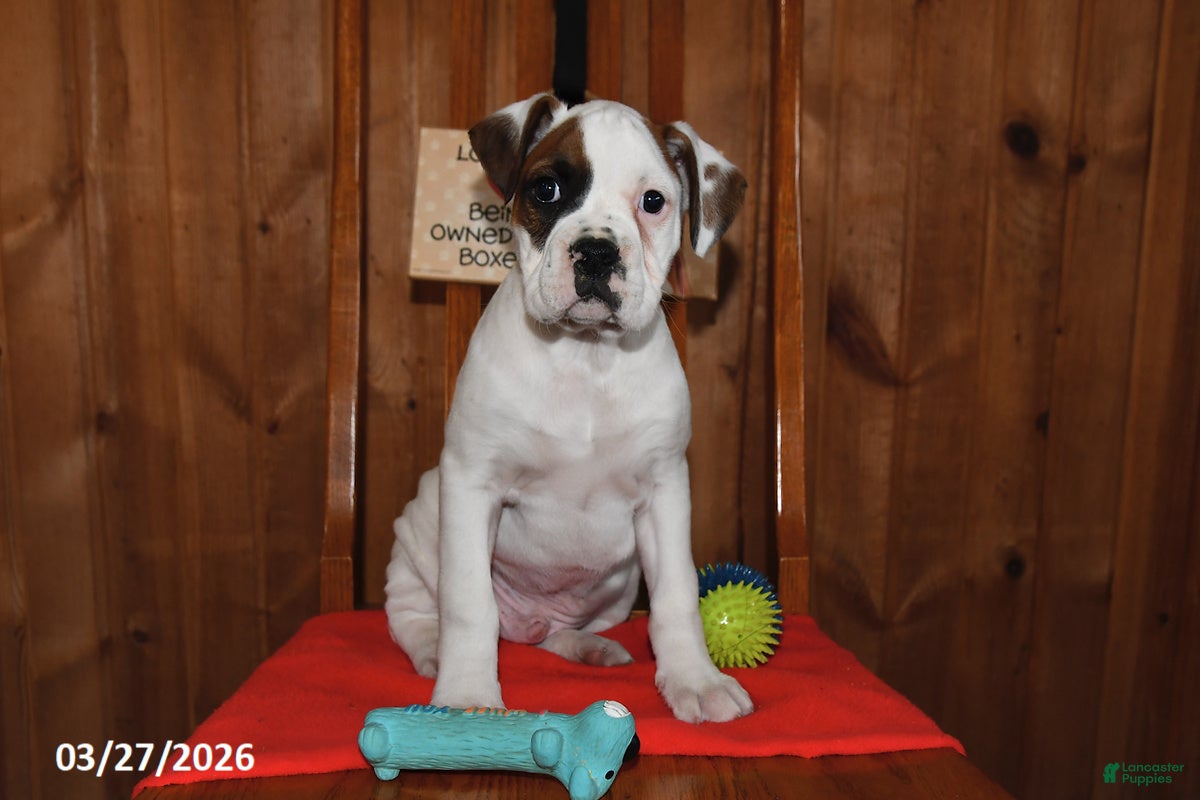 Boxer dogs Baxter - Ad 2