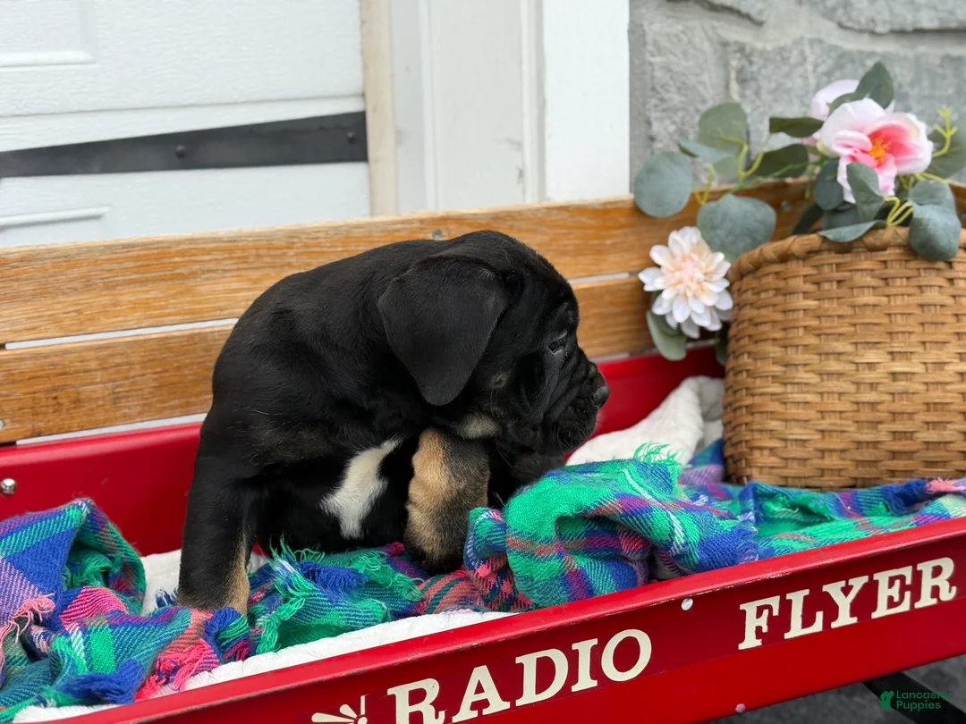 Cane Corso dogs for sale: Alisha - Ad 10