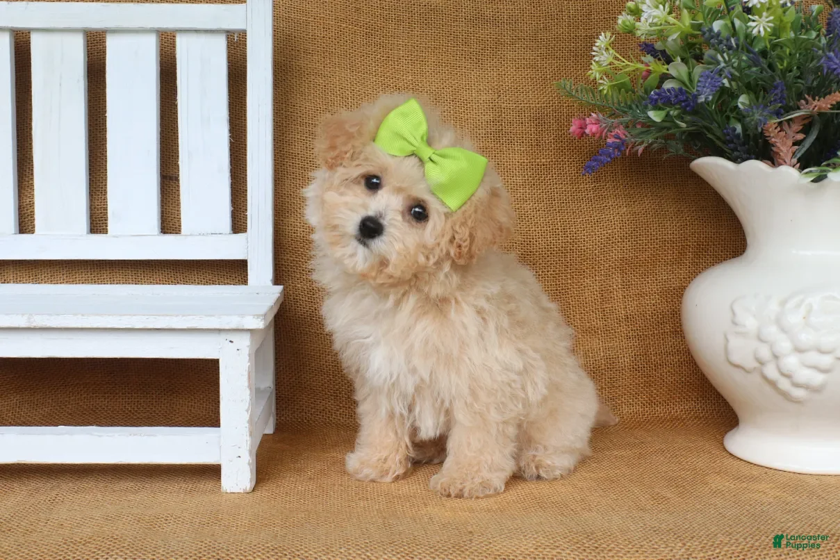 Bichpoo dogs Jasmine - Ad 2