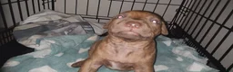 American Pit Bull Terrier dogs for sale: American Pit Bull Terrier 5 - Ad 2