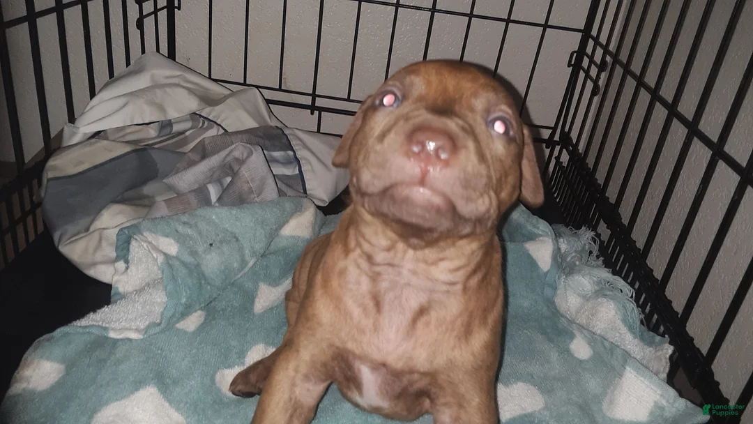 American Pit Bull Terrier dogs for sale: American Pit Bull Terrier 5 - Ad 2