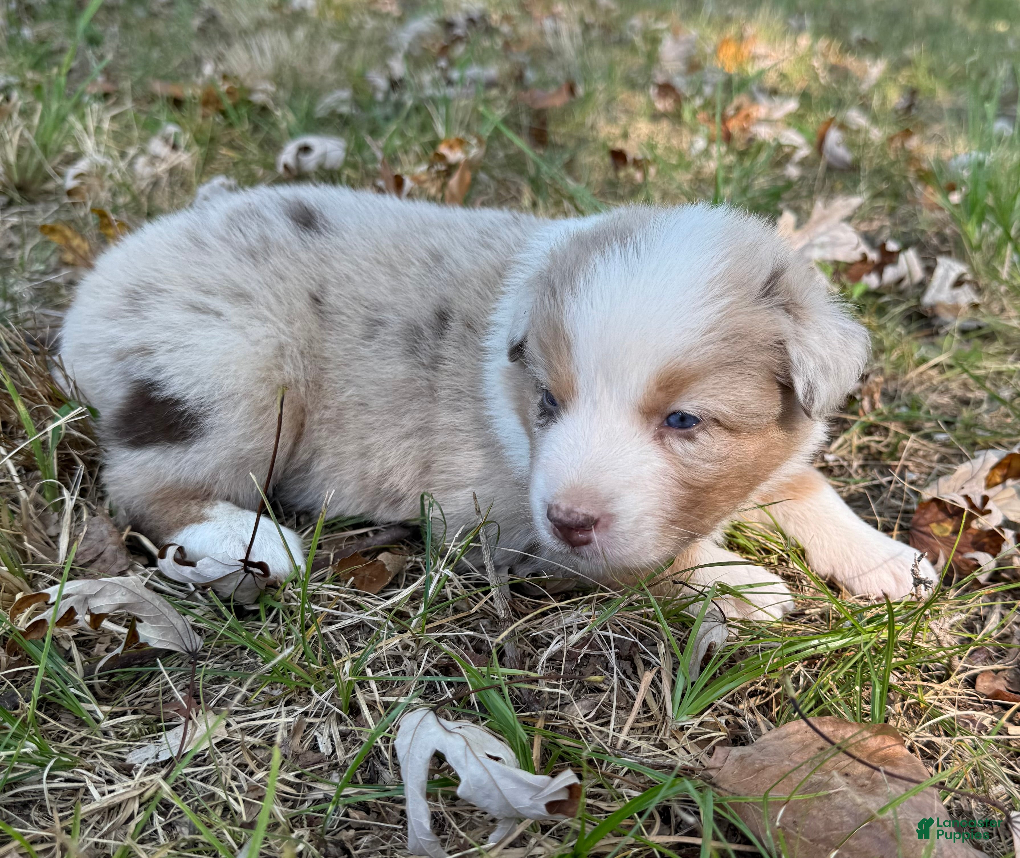 Australian Shepherd dogs Cookie  - Ad 2