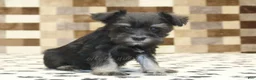 Miniature Schnauzer dogs for sale: Peanut - Ad 1