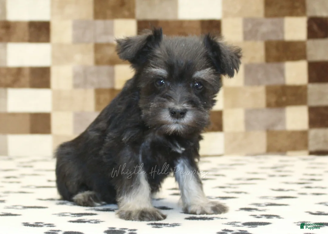 Miniature Schnauzer dogs for sale: Peanut - Ad 1