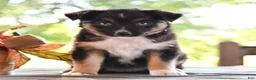 Miniature Australian Shepherd dogs for sale: Dianne  - Ad 3