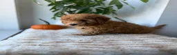 Mini Goldendoodle dogs for sale: Hermes - Ad 10