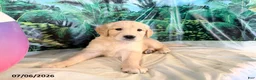 Golden Retriever dogs for sale: Cam - Ad 3