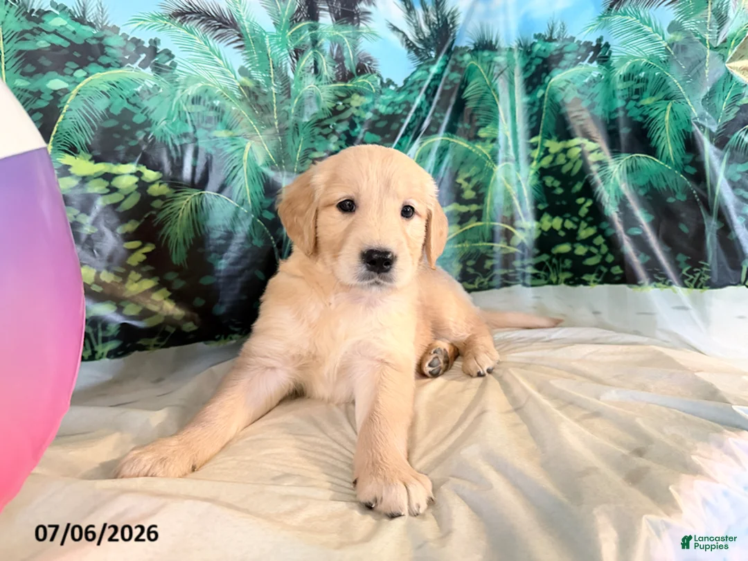 Golden Retriever dogs for sale: Cam - Ad 3