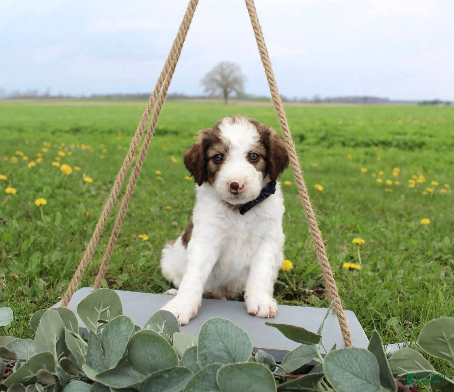 Bordoodle dogs Rocket - Ad 1