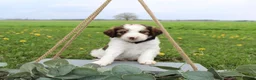 Bordoodle dogs for sale: Rocket - Ad 1