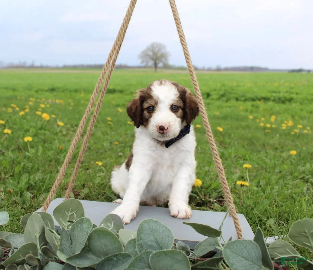 Bordoodle dogs for sale: Rocket - Ad 1