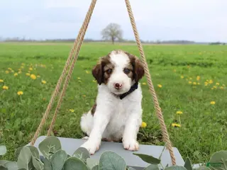 Bordoodle dogs Rocket - Ad 4