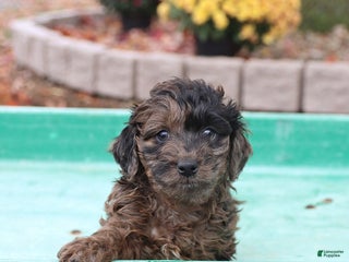 Doxiepoo dogs - Ad 6