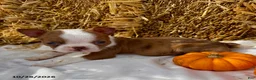 Boston Terrier dogs for sale: Winston - Ad 5