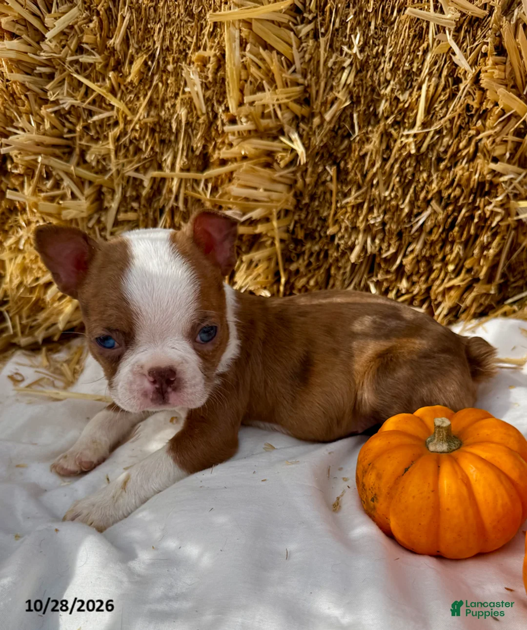 Boston Terrier dogs for sale: Winston - Ad 5