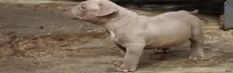 American Bully dogs for sale: Pheonix - Ad 3