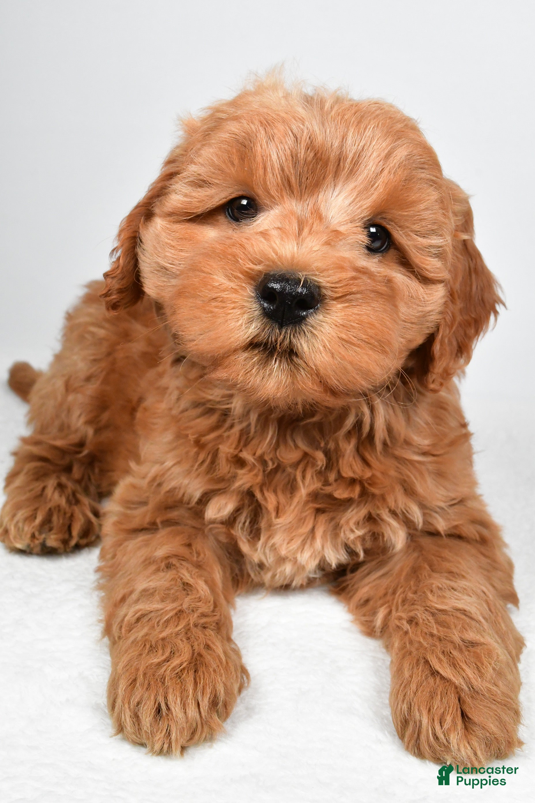 Mini Goldendoodle dogs for sale: Sterling  - Ad 1