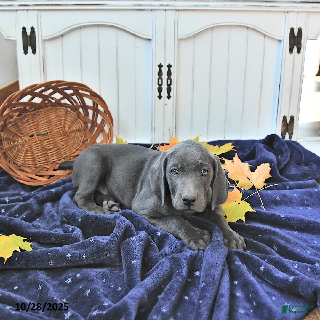 Weimaraner dogs for sale: Zeus - Ad 10