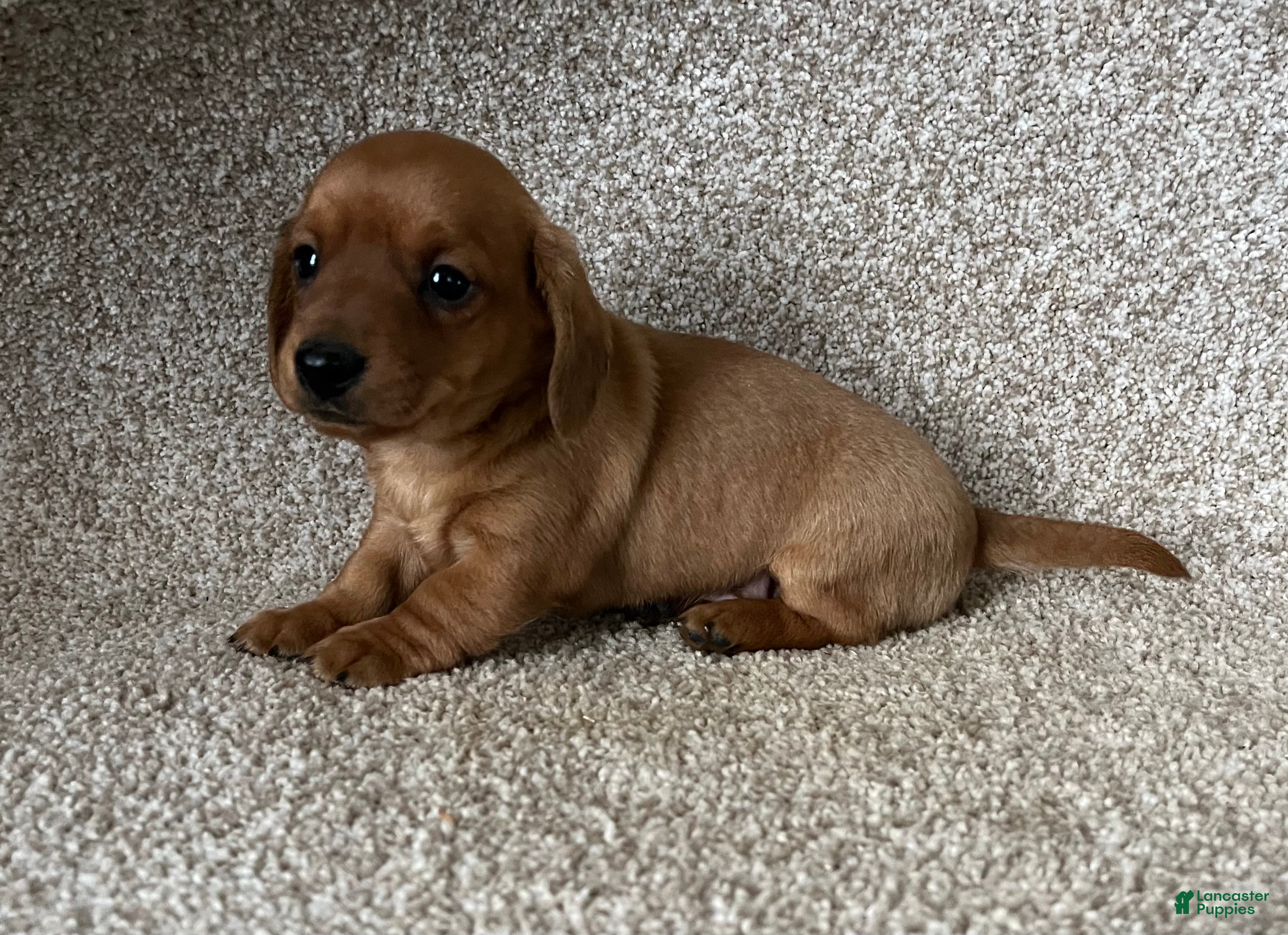 Miniature Dachshund dogs Mr Red - Ad 2