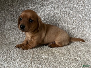 Miniature Dachshund dogs Mr Red - Ad 2