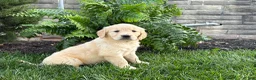 Golden Retriever dogs for sale: Luna - Ad 4