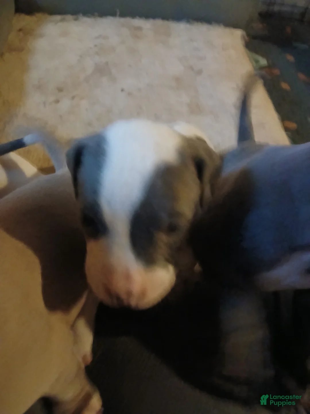 Mixed Breed dogs for sale: Mixed Breed Puppy 9 - Ad 1