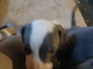 Mixed Breed dogs for sale: Mixed Breed Puppy 9 - Ad 2