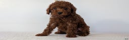 Toy Poodle dogs for sale: Chief - Ad 6