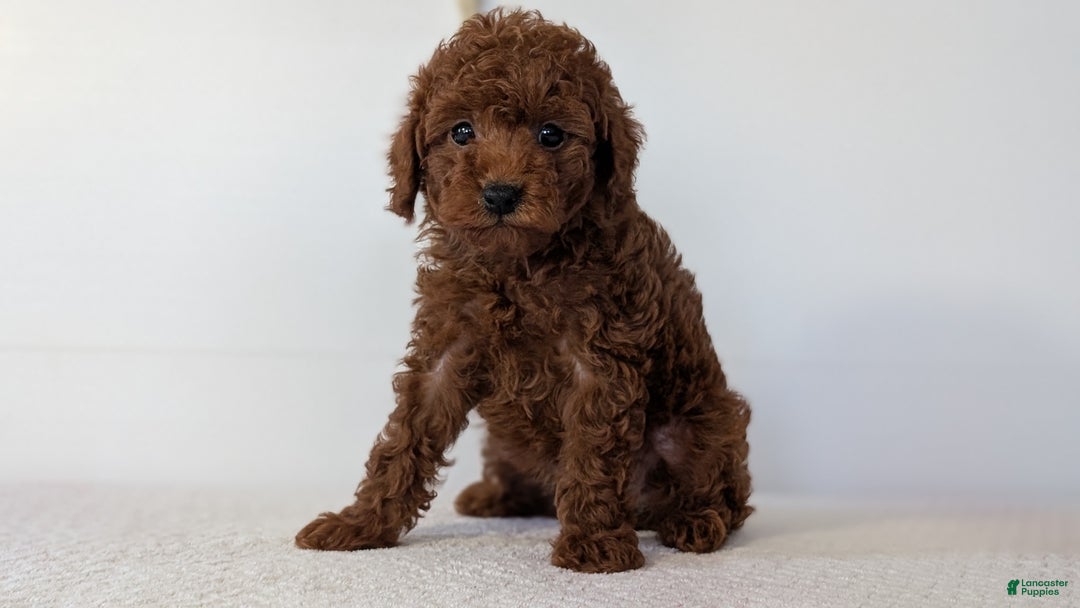Toy Poodle dogs for sale: Chief - Ad 6