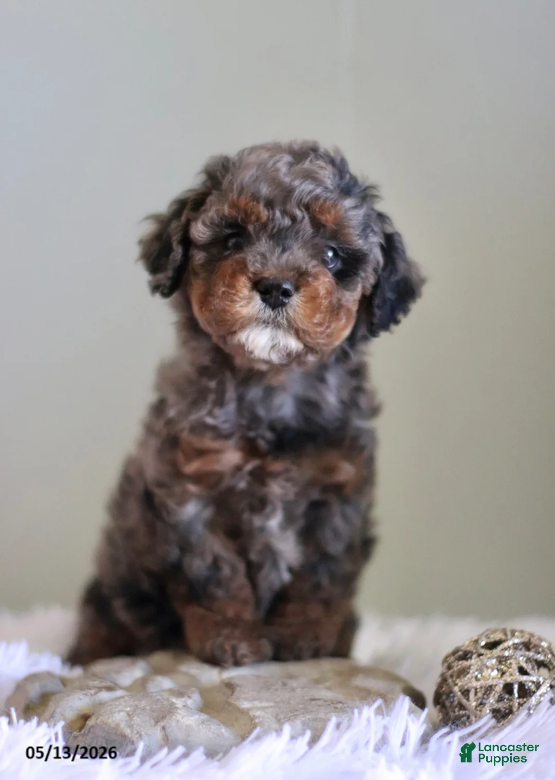 Cavapoo dogs for sale: Layna - Ad 1