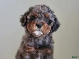 Cavapoo dogs for sale: Layna - Ad 2