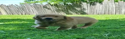Golden Retriever dogs for sale: Copper - Ad 11