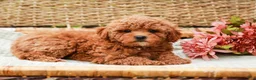 Miniature Labradoodle dogs for sale: Peaches - Ad 5