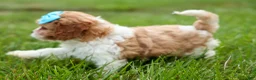 Cavapoo dogs for sale: Victor 🐾 - Ad 10